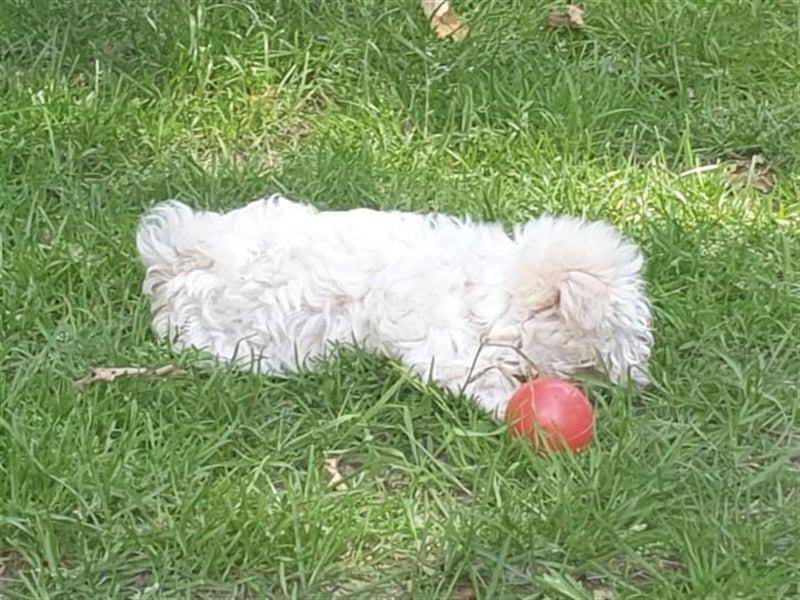 Charmante Malteser Welpen ( m/w) aus  seriöser Zucht