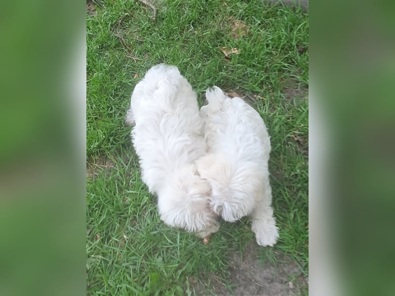 Charmante Malteser Welpen ( m/w) aus  seriöser Zucht
