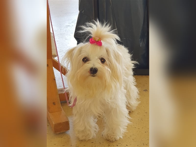 Charmante Malteser Welpen ( m/w) aus  seriöser Zucht