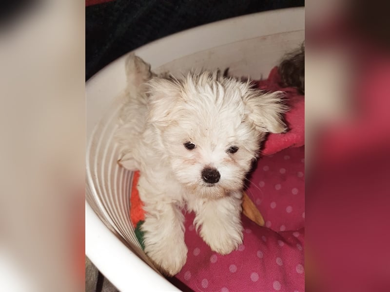 Charmante Malteser Welpen ( m/w) aus  seriöser Zucht