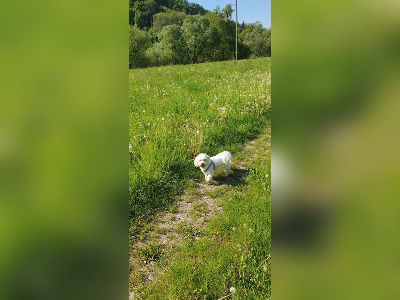 Reinrassiger Malteser als Deckrüde