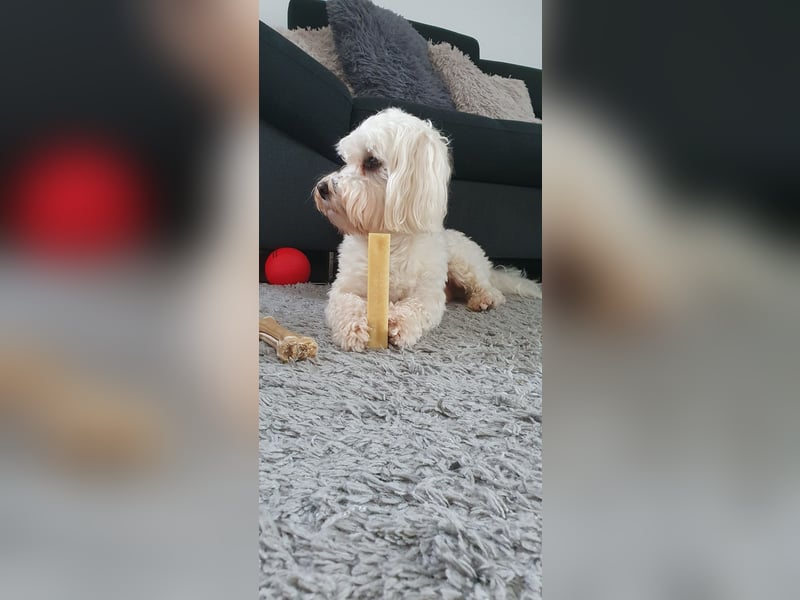Reinrassiger Malteser als Deckrüde