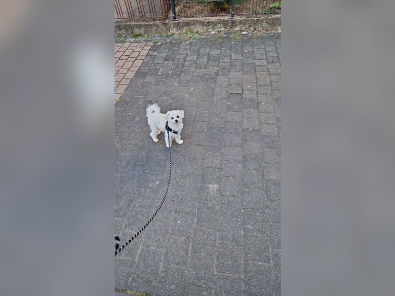 Malteser Charlie sucht ein dringend ein neues Zuhause (Junghund, 6 Monate)