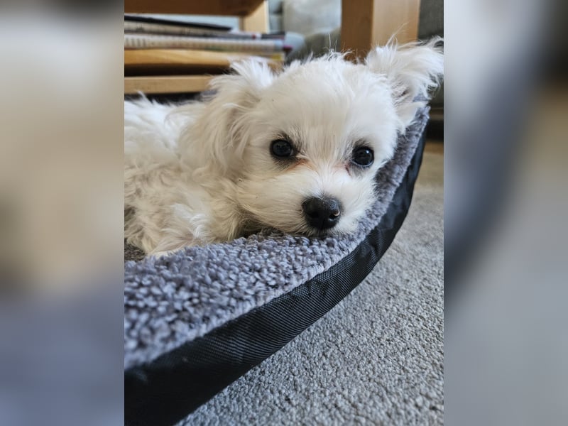 Malteser Charlie sucht ein dringend ein neues Zuhause (Junghund, 6 Monate)