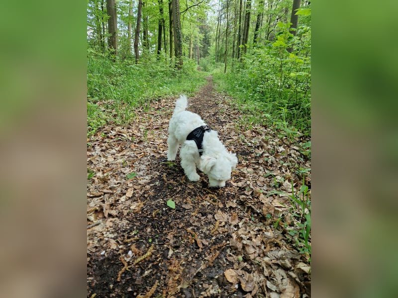 Malteser Charlie sucht ein dringend ein neues Zuhause (Junghund, 6 Monate)
