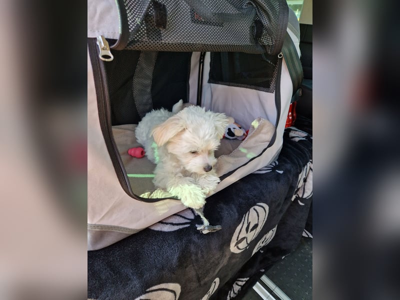Malteser Charlie sucht ein dringend ein neues Zuhause (Junghund, 6 Monate)