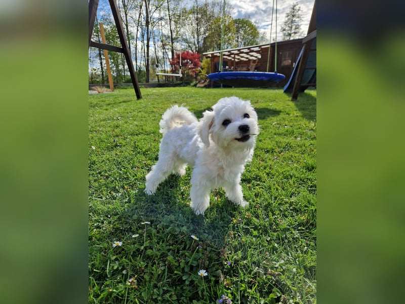Malteser Charlie sucht ein dringend ein neues Zuhause (Junghund, 6 Monate)