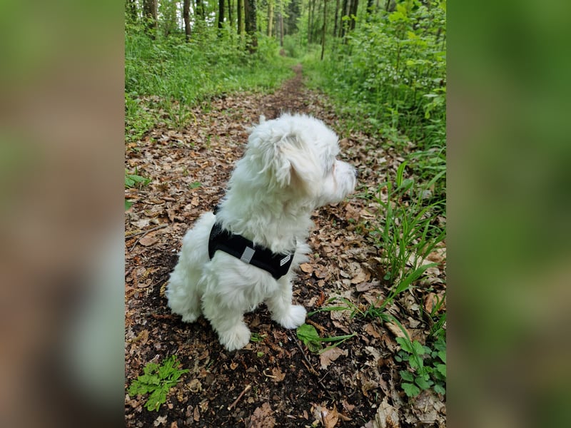 Malteser Charlie sucht ein dringend ein neues Zuhause (Junghund, 6 Monate)
