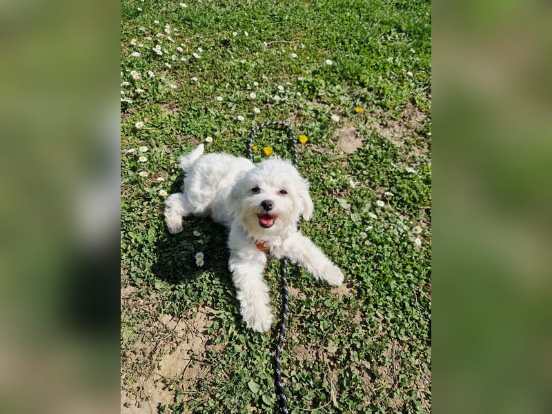 Malteser Charlie sucht ein dringend ein neues Zuhause (Junghund, 6 Monate)