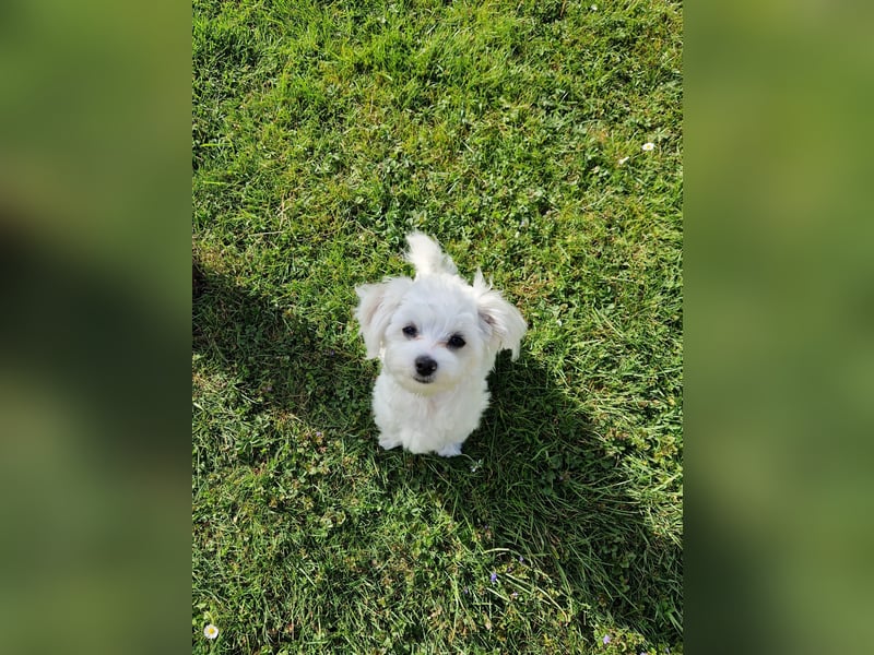 Malteser Charlie sucht ein dringend ein neues Zuhause (Junghund, 6 Monate)