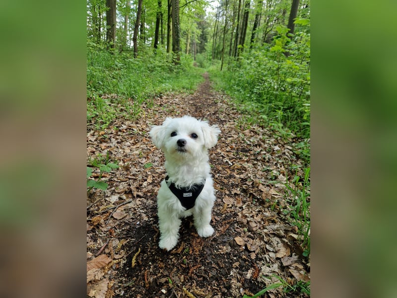 Malteser Charlie sucht ein dringend ein neues Zuhause (Junghund, 6 Monate)