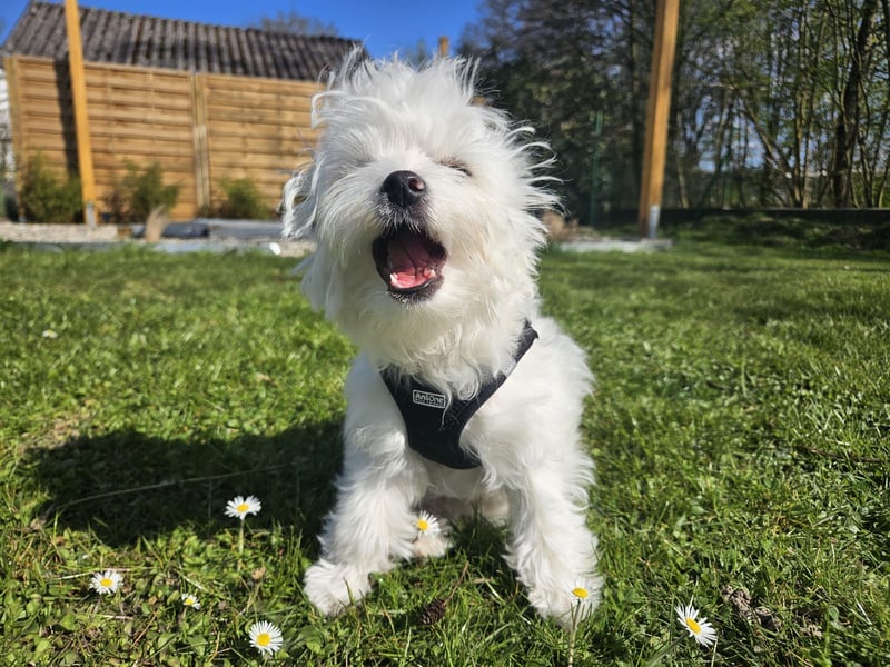 Malteser Charlie sucht ein dringend ein neues Zuhause (Junghund, 6 Monate)