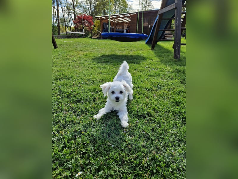 Malteser Charlie sucht ein dringend ein neues Zuhause (Junghund, 6 Monate)