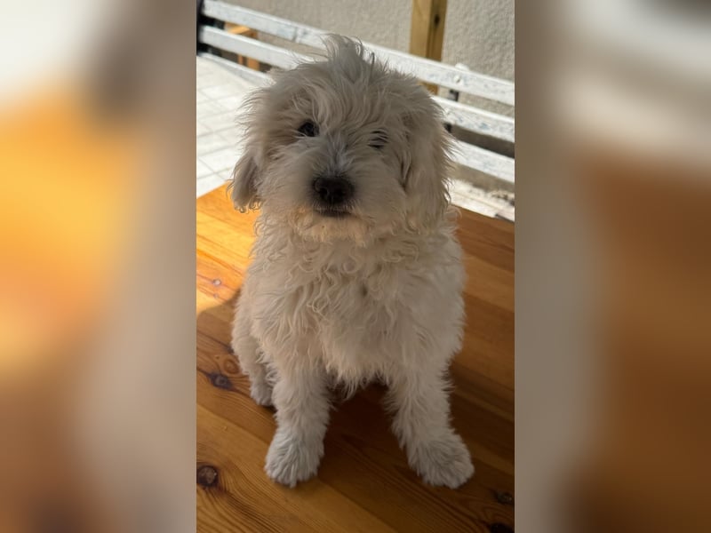 Malteser-Bichon Welpen – liebevoll, verspielt & kinderfreundlich – abzugeben ab sofort!