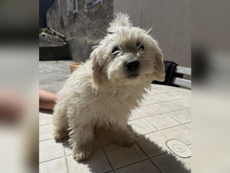 Malteser-Bichon Welpen – liebevoll, verspielt & kinderfreundlich – abzugeben ab sofort!