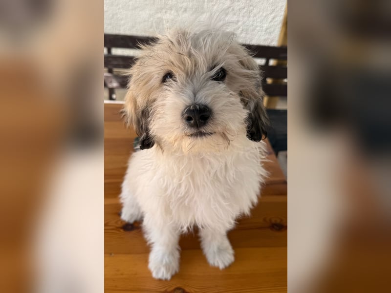 Malteser-Bichon Welpen – liebevoll, verspielt & kinderfreundlich – abzugeben ab sofort!