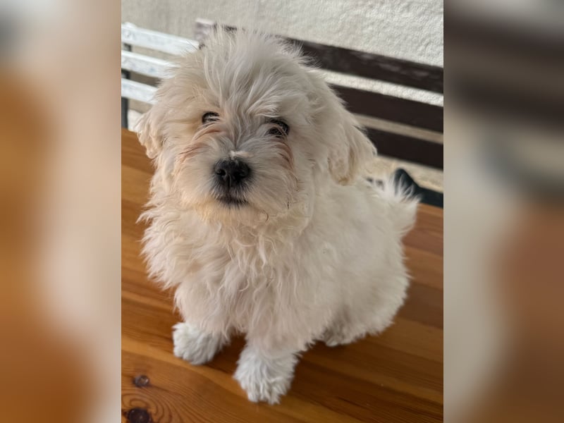 Malteser-Bichon Welpen – liebevoll, verspielt & kinderfreundlich – abzugeben ab sofort!