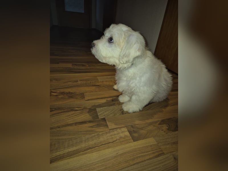 Malteser Bichon welpen