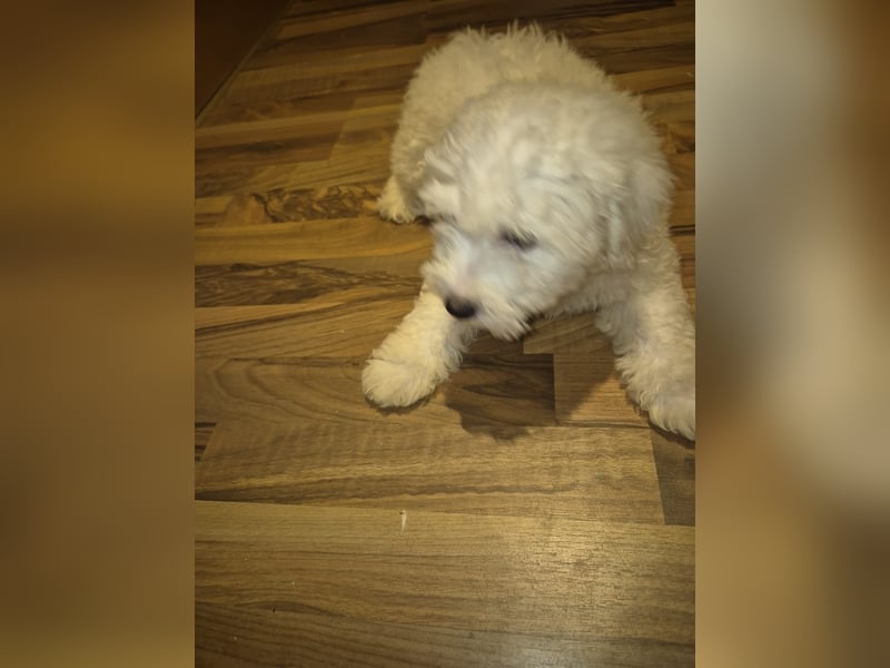 Malteser Bichon welpen