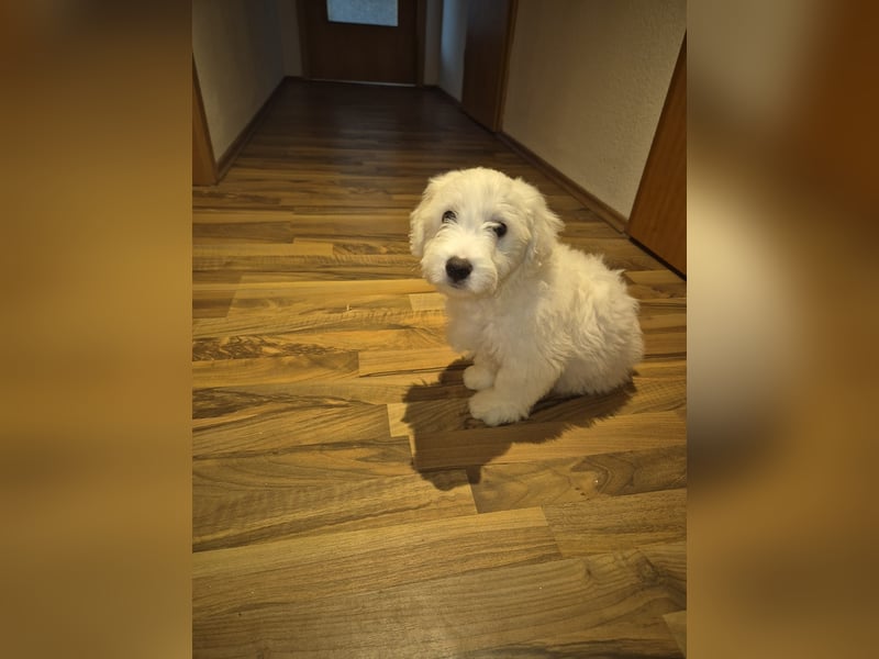 Malteser Bichon welpen