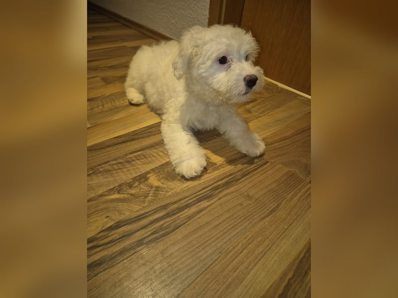 Malteser Bichon welpen