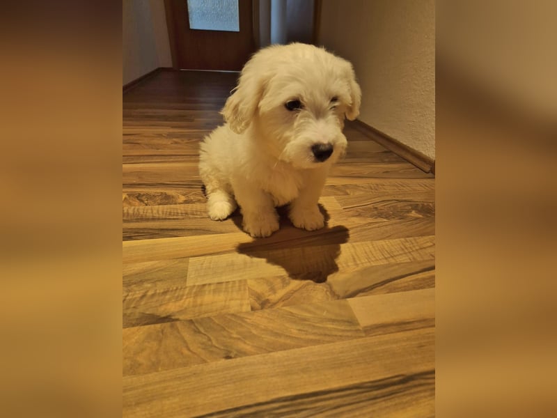 Malteser Bichon welpen