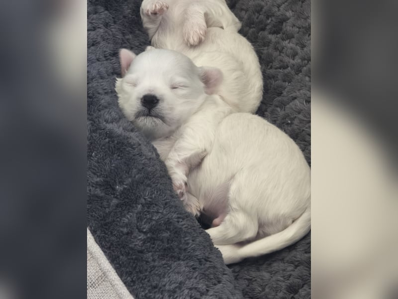 Bichon maltez 