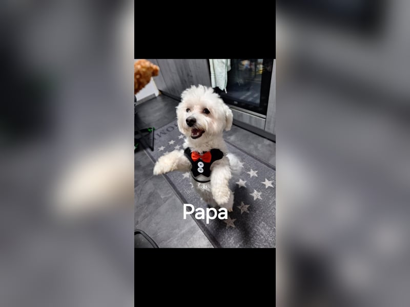 Bichon maltez 