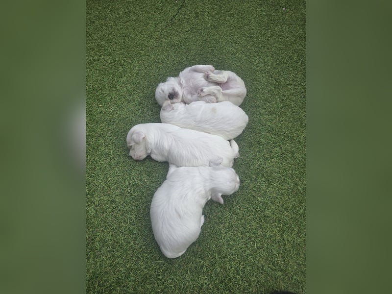Bichon maltez 