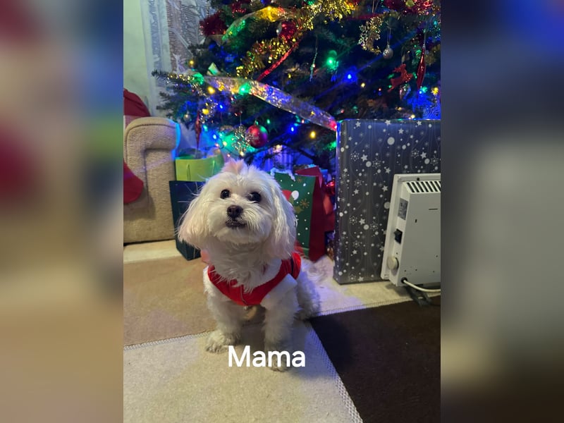 Bichon maltez 
