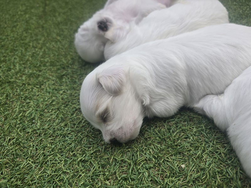 Bichon maltez 
