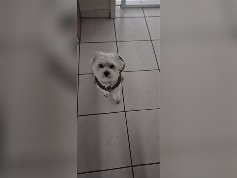 ✨️ Malteser Deckrüde Charly ✨