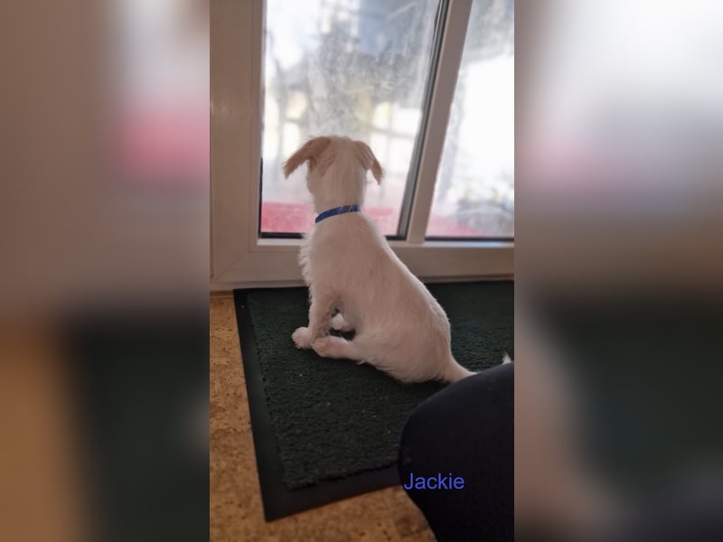JACKIE, Malteser mix mit Jack Russel Terrier
