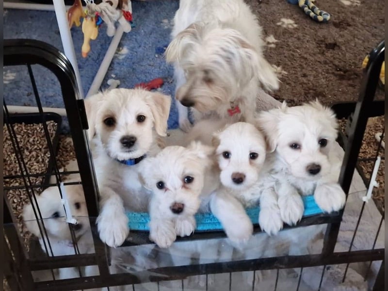 JACKIE, Malteser mix mit Jack Russel Terrier