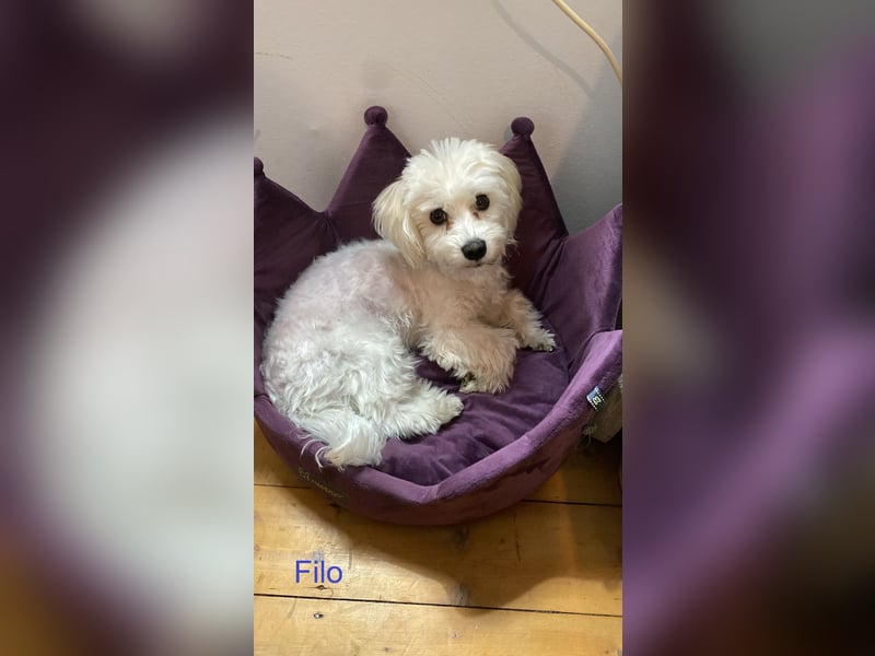 JACKIE, Malteser mix mit Jack Russel Terrier