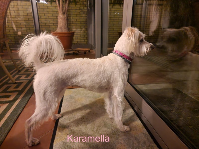 JACKIE, Malteser mix mit Jack Russel Terrier
