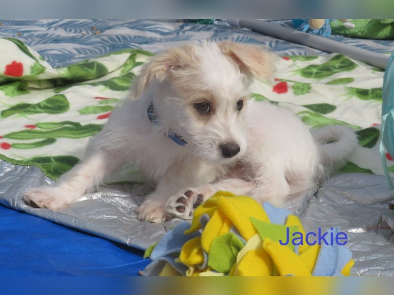 JACKIE, Malteser mix mit Jack Russel Terrier