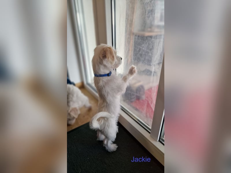 JACKIE, Malteser mix mit Jack Russel Terrier