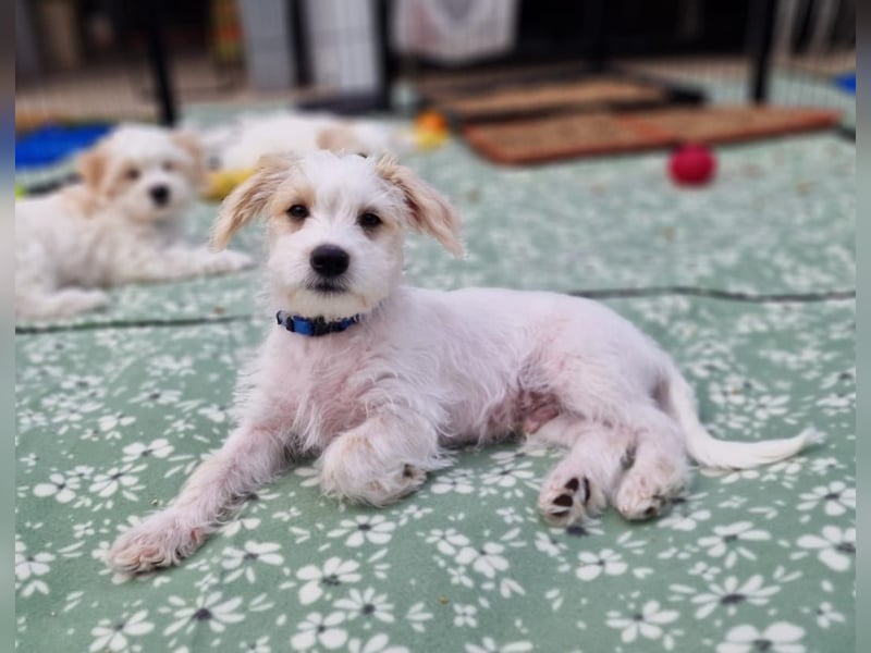 JACKIE, Malteser mix mit Jack Russel Terrier