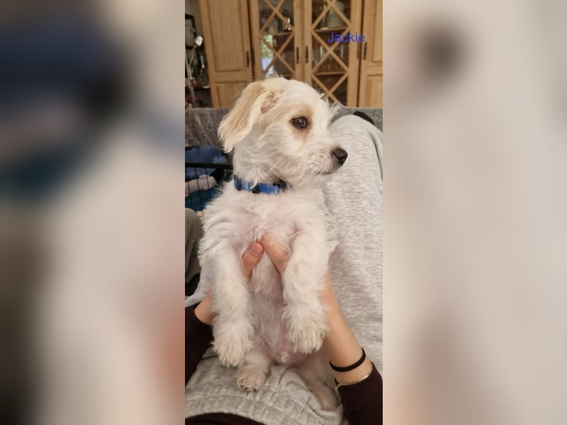 JACKIE, Malteser mix mit Jack Russel Terrier