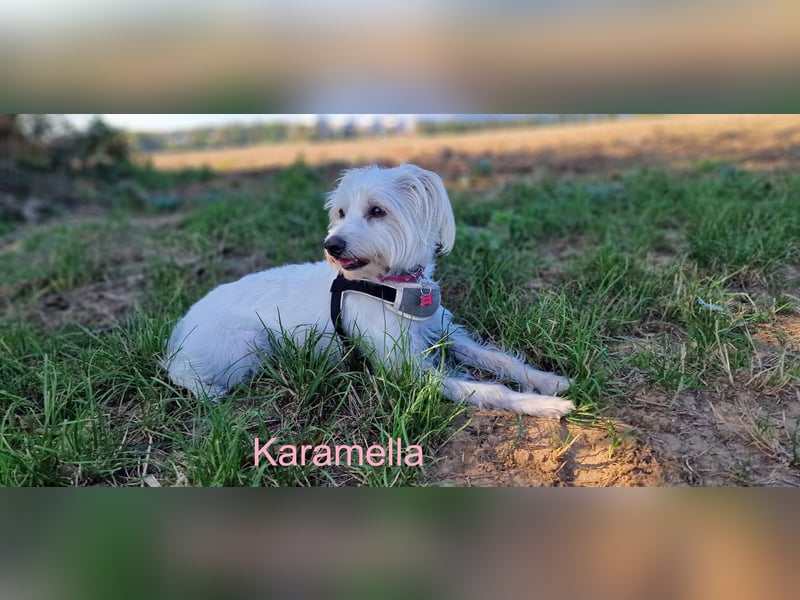 JACKIE, Malteser mix mit Jack Russel Terrier