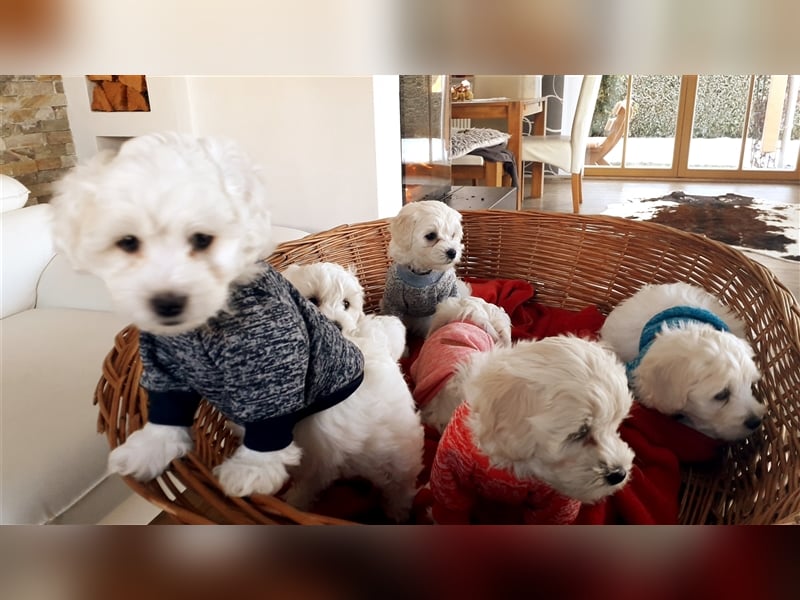 Malteser Welpen, reinrassig, schneeweiß und zuckersüß