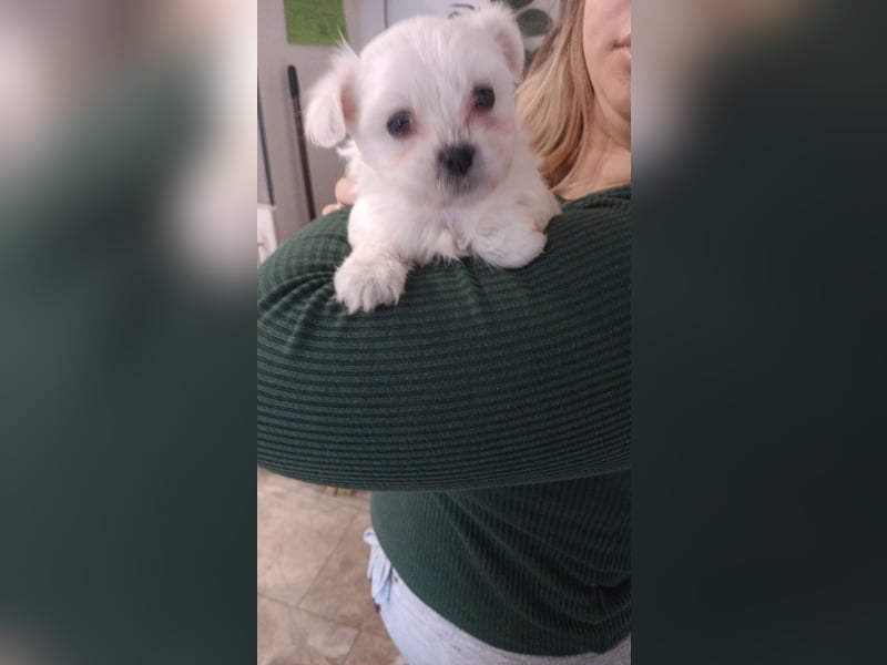 Mini maltezer