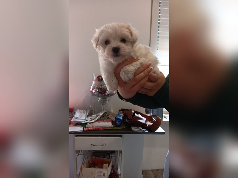 Mini maltezer