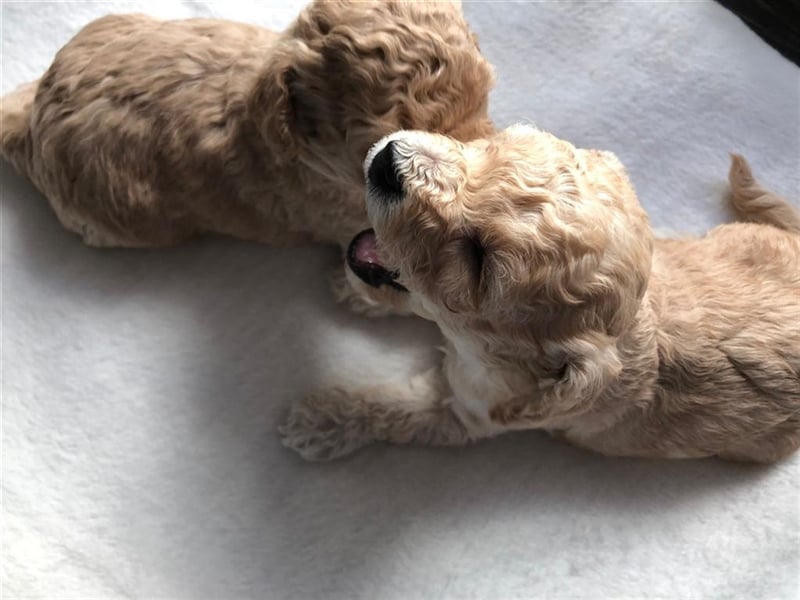 Wir erwarten im Dezember Maltipoowelpen