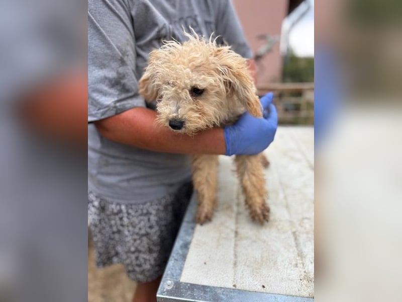 Abu, verspielter Maltipoo Welpe geb. 2025