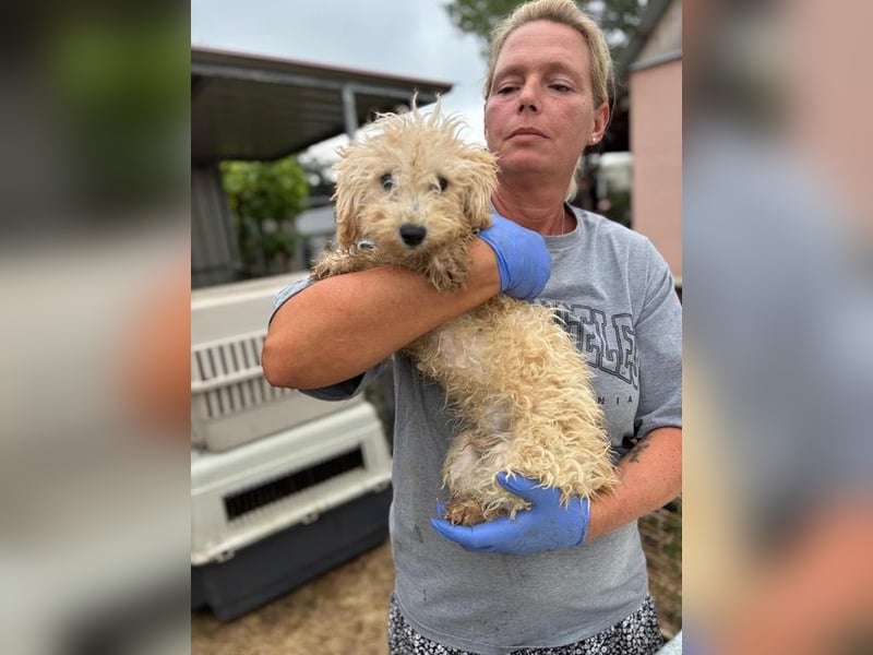 Abu, verspielter Maltipoo Welpe geb. 2025