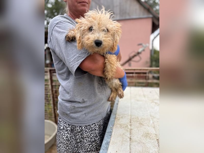 Abu, verspielter Maltipoo Welpe geb. 2025