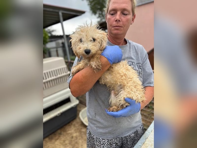 Abu, verspielter Maltipoo Welpe geb. 2025