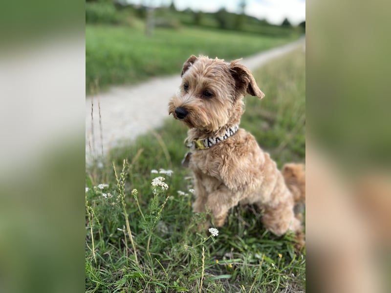 Maltipoo Junghund 1 Jahr alt